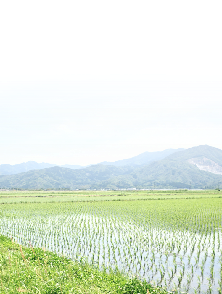 田んぼ背景