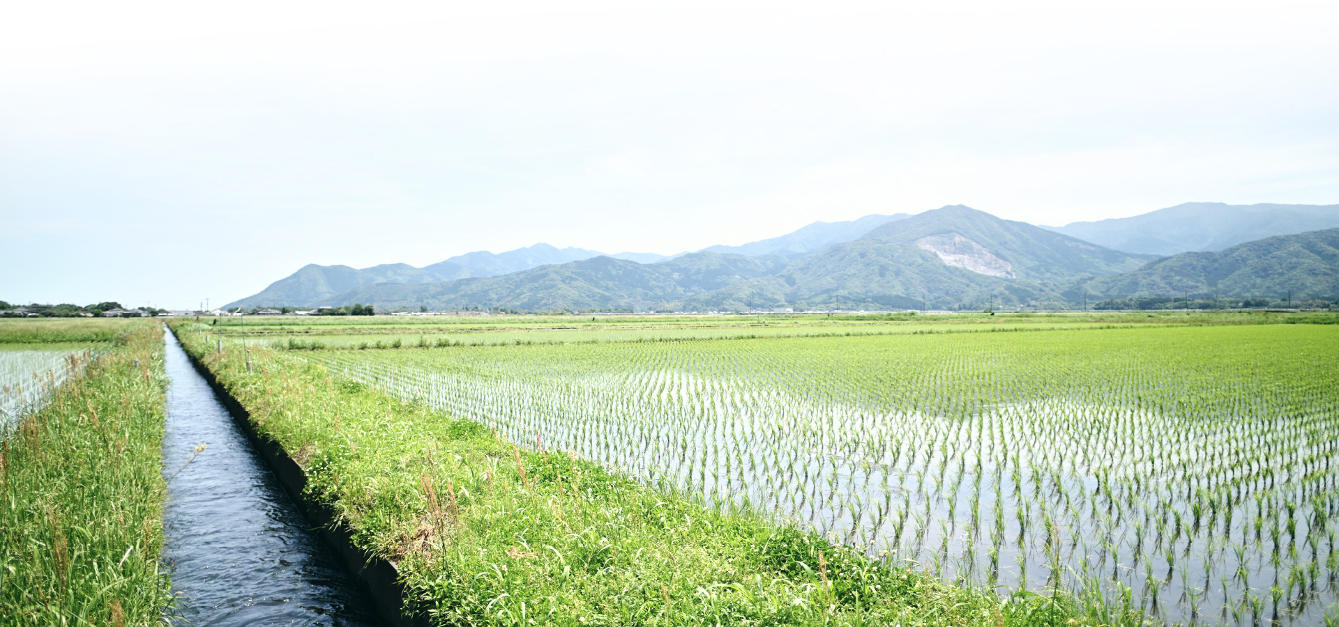 田んぼ背景